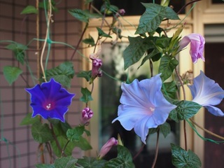 2012010_asagao.JPG