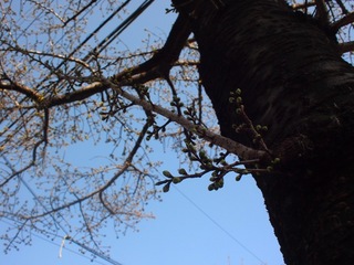 20120317_sakura1.JPG