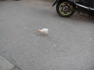 20120706_11.JPG