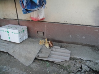 20120706_12.JPG