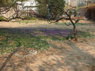 201304_chabohui28.JPG