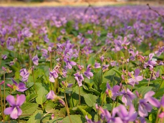 201304_chabohui29.JPG