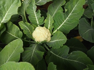 201401_runtian012.JPG