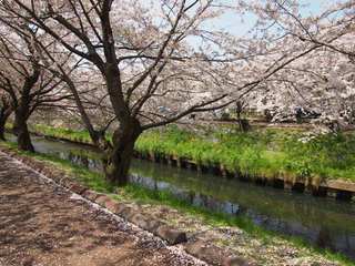 201504_sakura2.JPG
