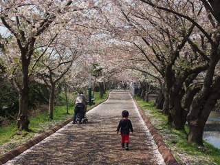 201504_sakura5.JPG