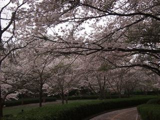 201504_sakura7.JPG