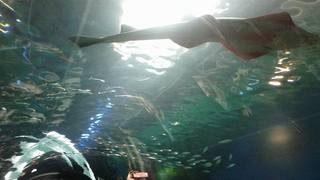 20150820_aqua06.jpg