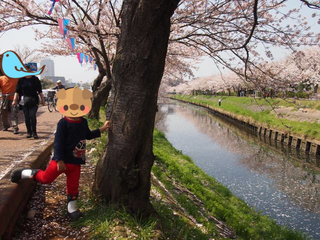 sakura03.png